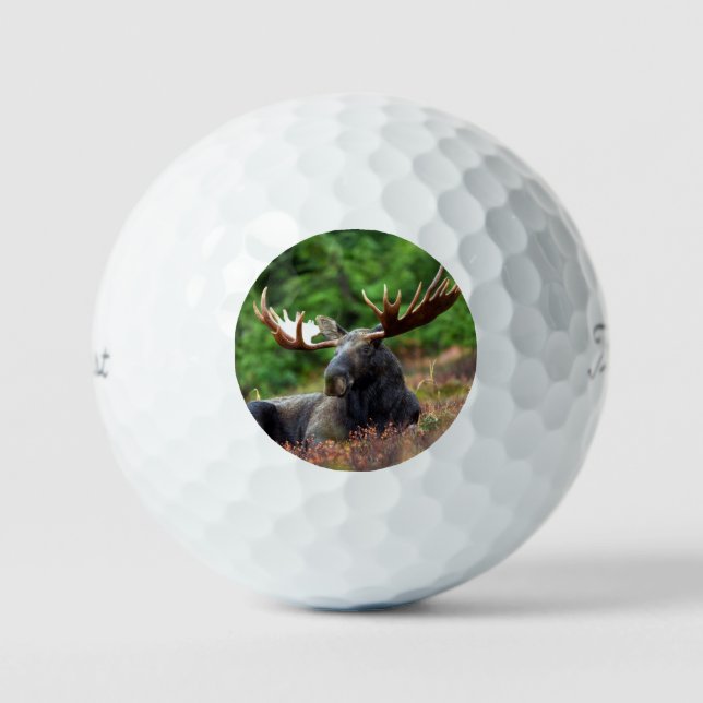 Pelotas De Golf Moose (Anverso)