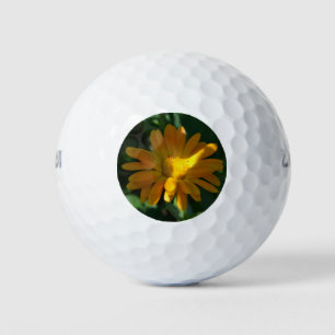 Pelotas De Golf Naranja Pot Marigold Flor (Calendula officinalis)