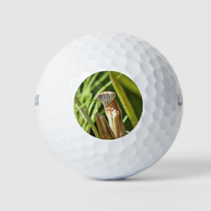 Pelotas De Golf Orando a Mantis