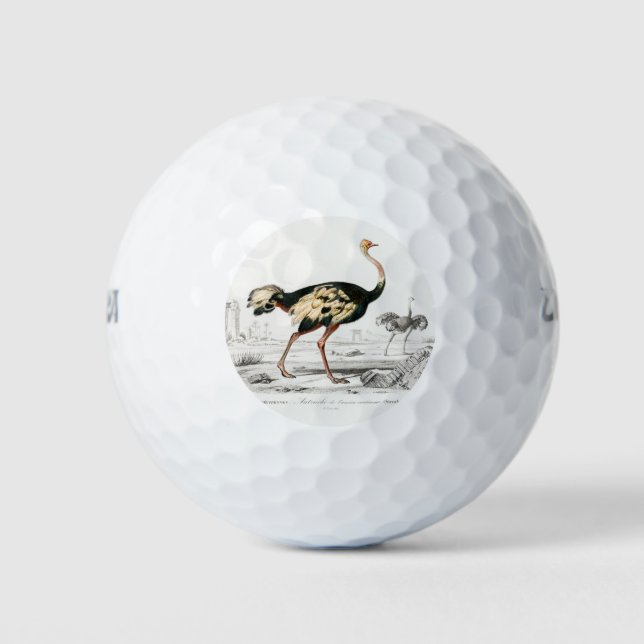 Pelotas De Golf Ostrich Struthio Flightless Illustration (Anverso)