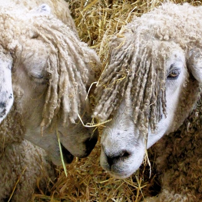 PELOTAS DE GOLF OVEJAS (Subido por el creador)