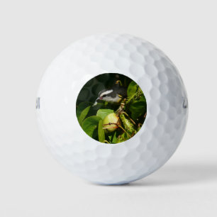 Pelotas De Golf Pájaro Mielero Comiendo Fotografía Tropical
