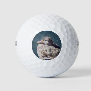 Pelotas De Golf Pato mallard femenino artístico relaja agua azul
