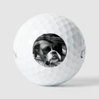 Perro Boxer en Windowsill css gbcnm