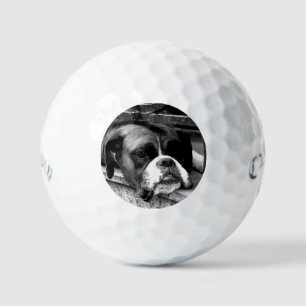Pelotas De Golf Perro Boxer en Windowsill css gbcnm