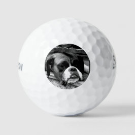 Pelotas De Golf Perro Boxer en Windowsill ssf gbcna