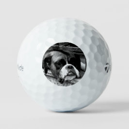 Pelotas De Golf Perro Boxer En Windowsill tmtp5 gbcnm