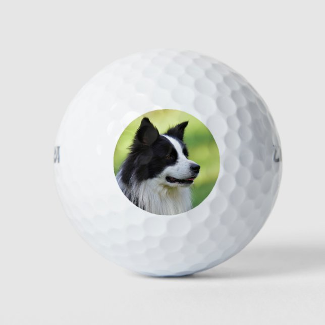 Pelotas De Golf Perro collie de borde blanco y negro (Anverso)