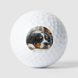 Pelotas De Golf Perro de montaña bernés