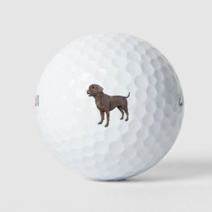 Pelotas De Golf Perro del chocolate labrador de pie
