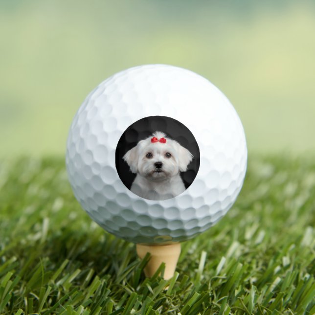 Pelotas de Golf Perro Maltés, Cachorro Lindo, Esti (Camiseta in situ)