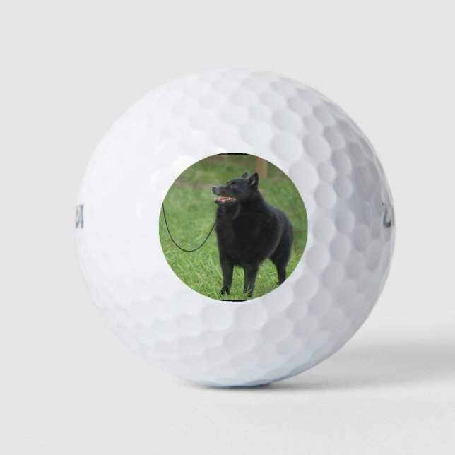 Pelotas De Golf Perro Schipperke (Anverso)