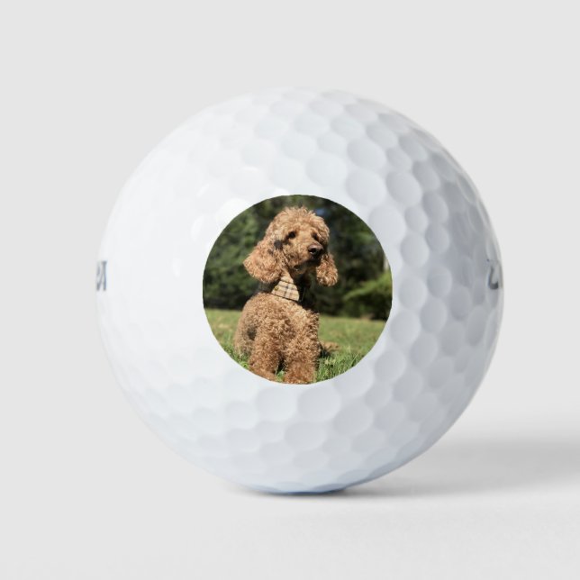 Pelotas De Golf Personalizable Apricot Poodle (Anverso)