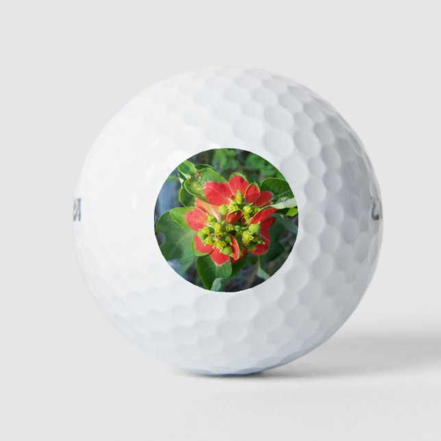 Pelotas De Golf Poinsettia silvestre (Anverso)