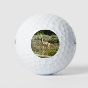 Pelotas De Golf Pronghorn en el Parque Nacional de Grand Teton
