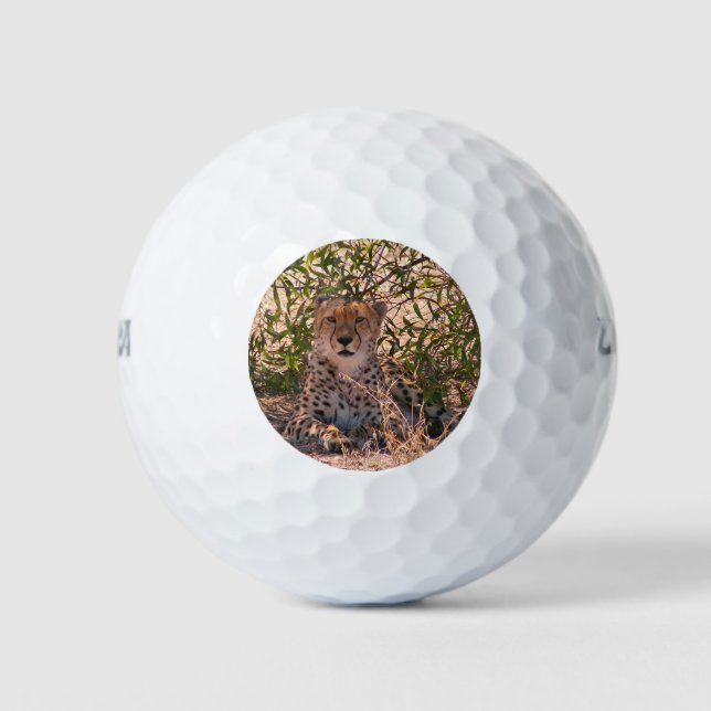 Pelotas De Golf Queso africano en reposo (Anverso)