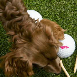 Pelotas De Golf Regalo de oro rosado de pelo largo Dachshund