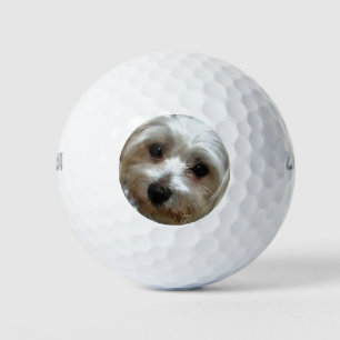 Pelotas De Golf Retrato de perro callejero blanco haitiano