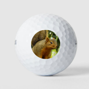Pelotas De Golf Retrato de una fotografía animal de la naturaleza