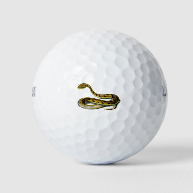 Pelotas De Golf Saharan horned Viper illustration (Anverso)