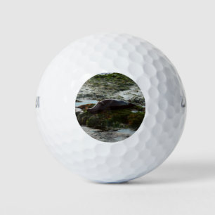 Pelotas De Golf Sello de puerto de luz solar II en San Diego