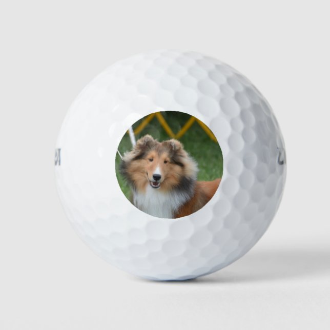 Pelotas De Golf Sheltie (Anverso)