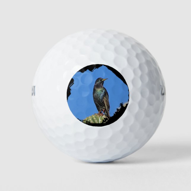 Pelotas De Golf Starling y Saguaro Cactus Foto Suroeste (Anverso)