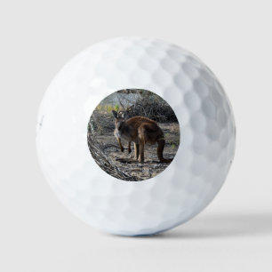 Pelotas De Golf Un momento tranquilo: el canguro australiano en Bi