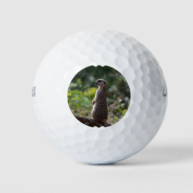 Pelotas De Golf Wild Meerkat (Anverso)