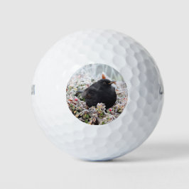 Pelotas De Golf Winter Blackbird