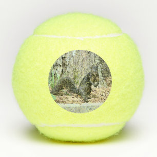 Pelotas De Tenis Ardilla