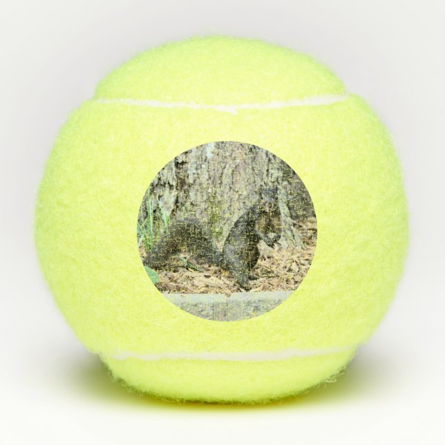 Pelotas De Tenis Ardilla (Anverso)