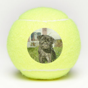 Pelotas De Tenis Cachorro negro
