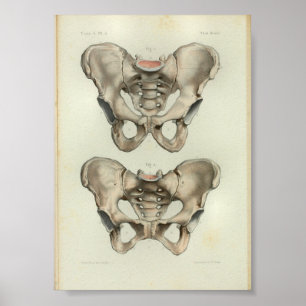 Pelvis 1844 de la impresión de la anatomía del