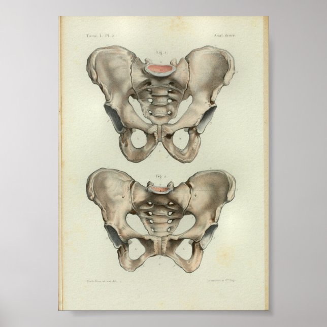 Pelvis de impresión de anatomía ventilado de 1844 (Frente)