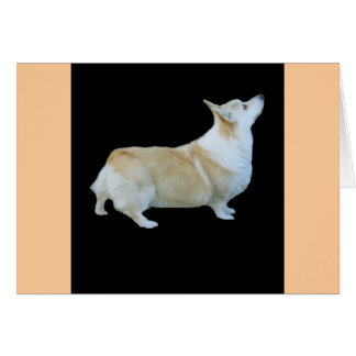 Pembroke Welsh Corgi