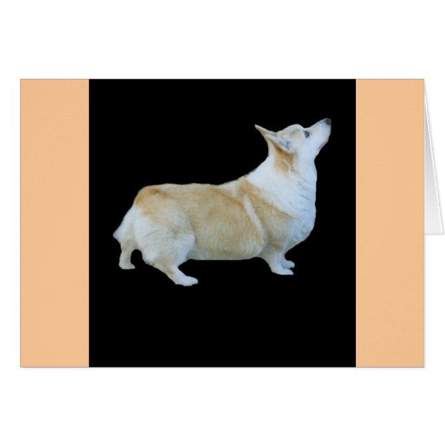 Pembroke Welsh Corgi (Anverso (Horizontal))
