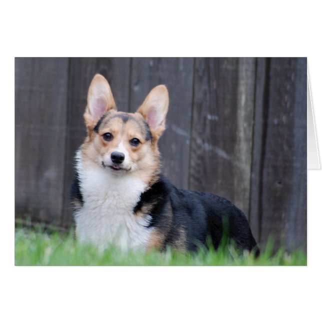 Pembroke Welsh Corgi Card (Anverso (Horizontal))
