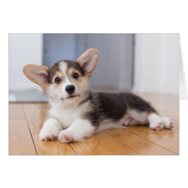 Pembroke Welsh Corgi Puppy (Anverso (Horizontal))