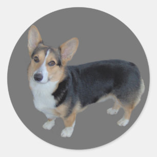 Pembroke Welsh Corgi Soulful Pegatina