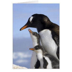 Península Antártica, Puerto Neko, Pingüino de Gent