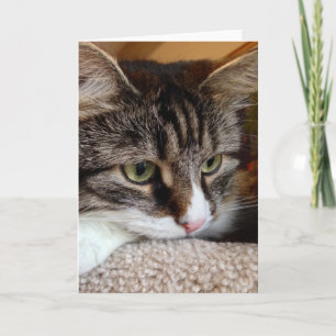 Penique para su tarjeta de nota siberiana del gato