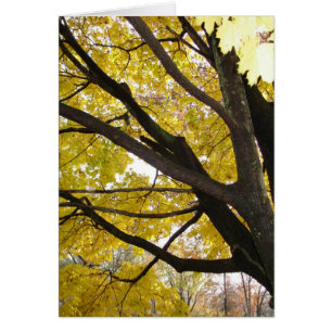 Pennsylvania Gold
