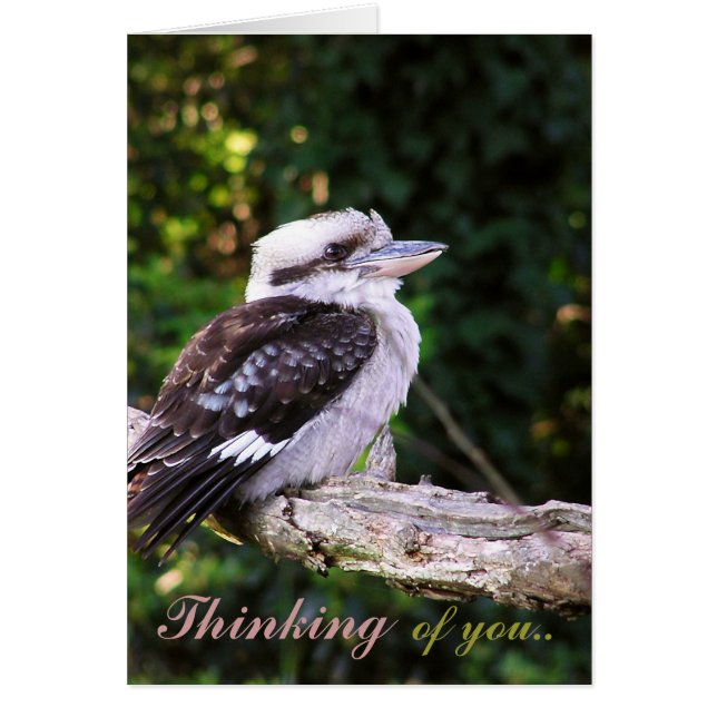 Pensamientos de Kookaburra. Tarjeta (Frente)