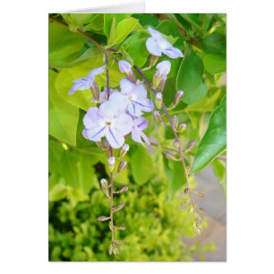 Pensamientos de primavera v2