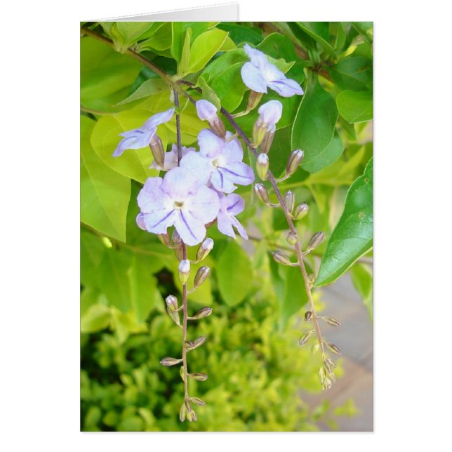 Pensamientos de primavera v2 (Frente)