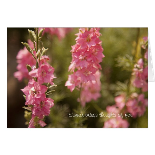 pensamientos de verano (Anverso (Horizontal))