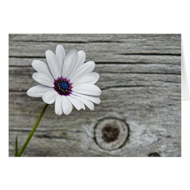 Pensamientos felices (Anverso (Horizontal))