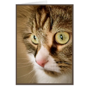 Pensamientos siberianos (tarjeta en blanco)