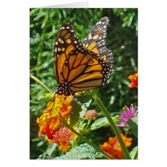 Pensando en la amistad entre monarcas y mariposas (Frente)